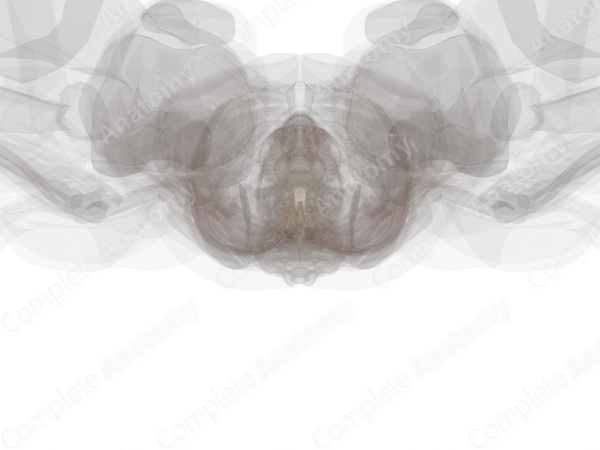 White Matter of Spinal Cord