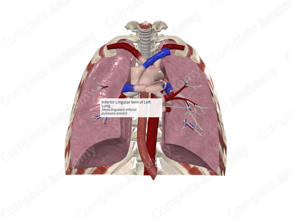 Inferior Lingular Vein of Left Lung