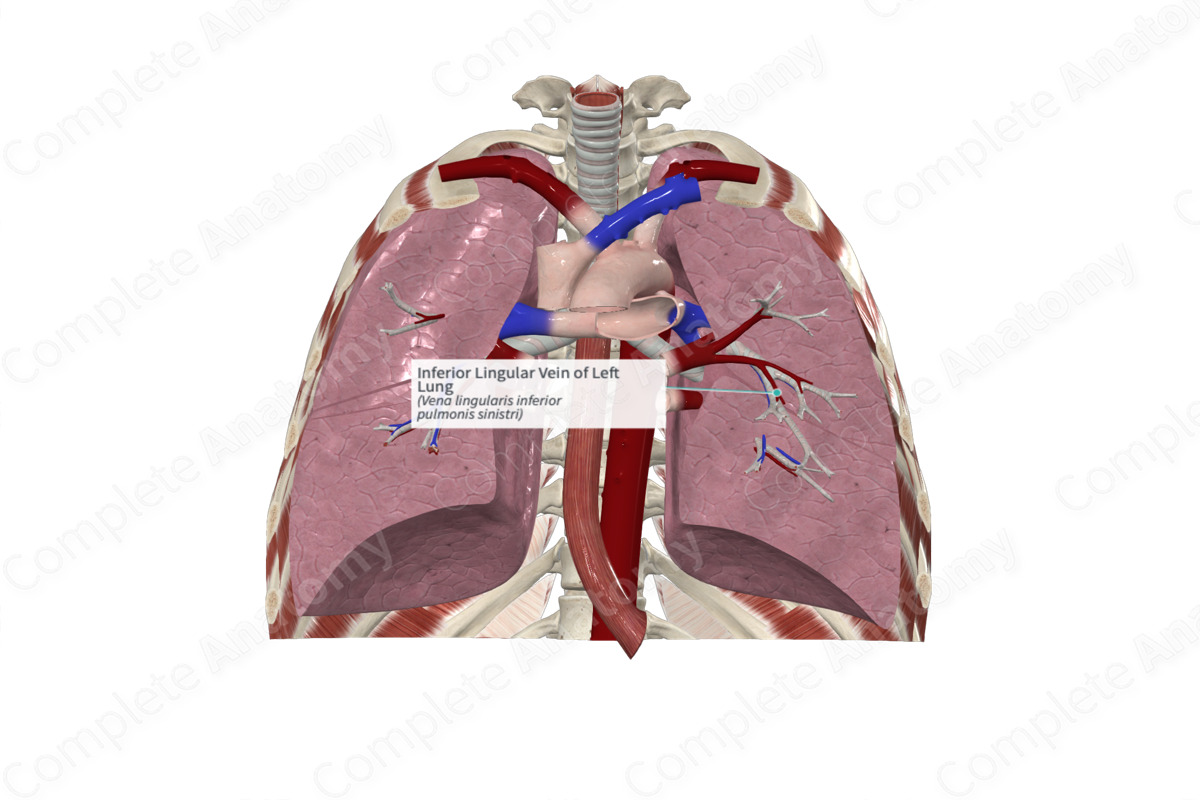 Inferior Lingular Vein of Left Lung