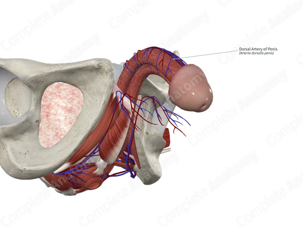 Dorsal Artery of Penis