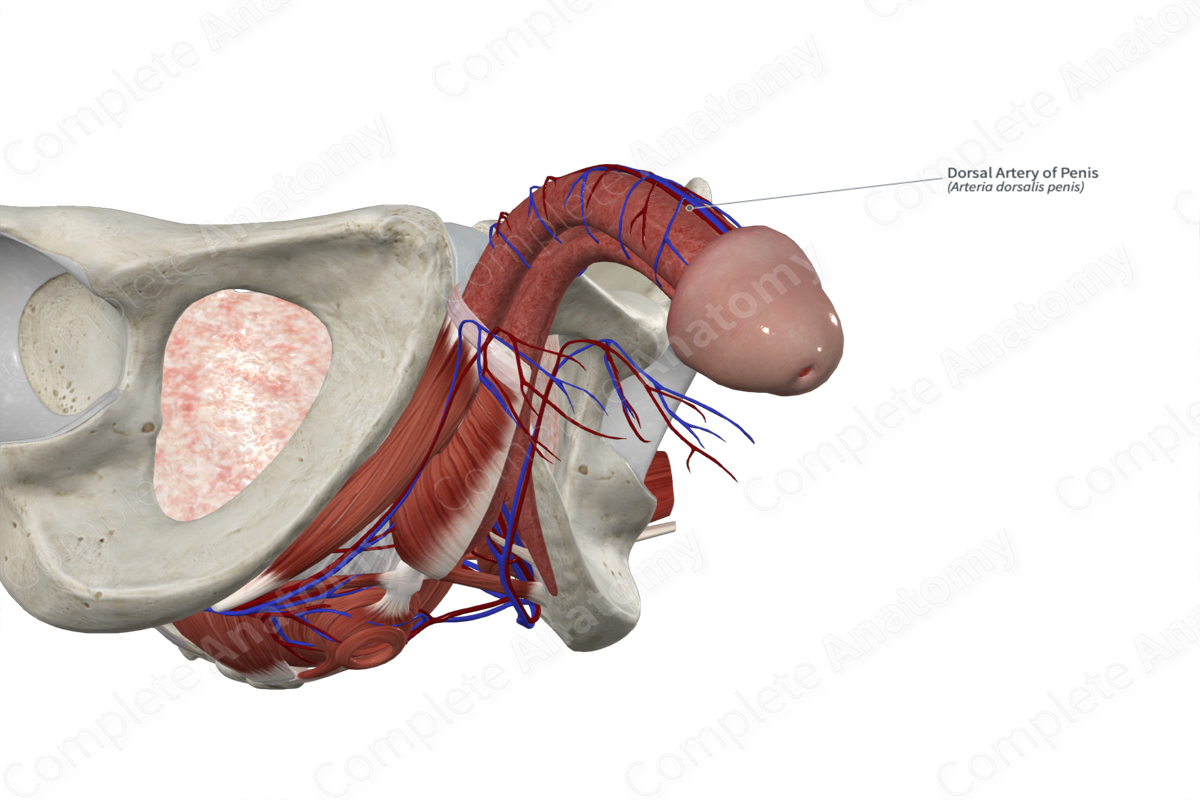 Dorsal Artery of Penis 