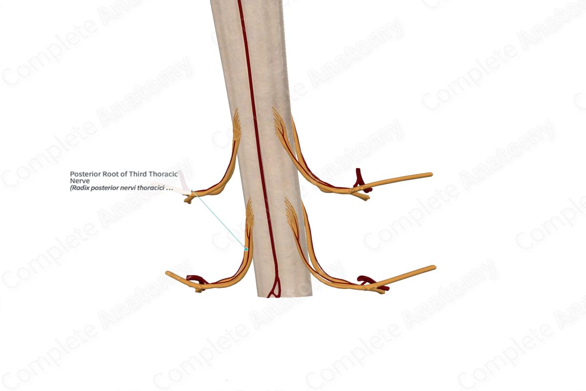 Posterior Root of Third Thoracic Nerve 