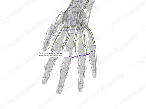 Transverse Natatory Veins (Left)