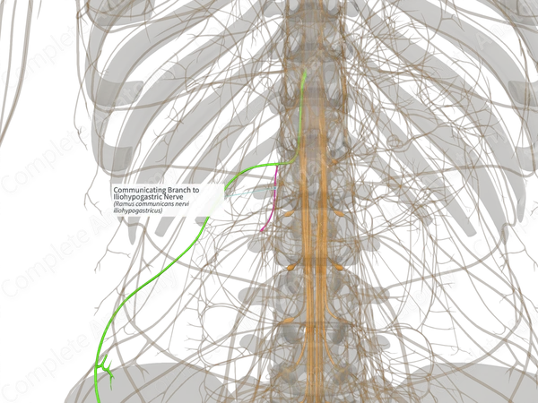 Communicating Branch to Iliohypogastric Nerve (Left)