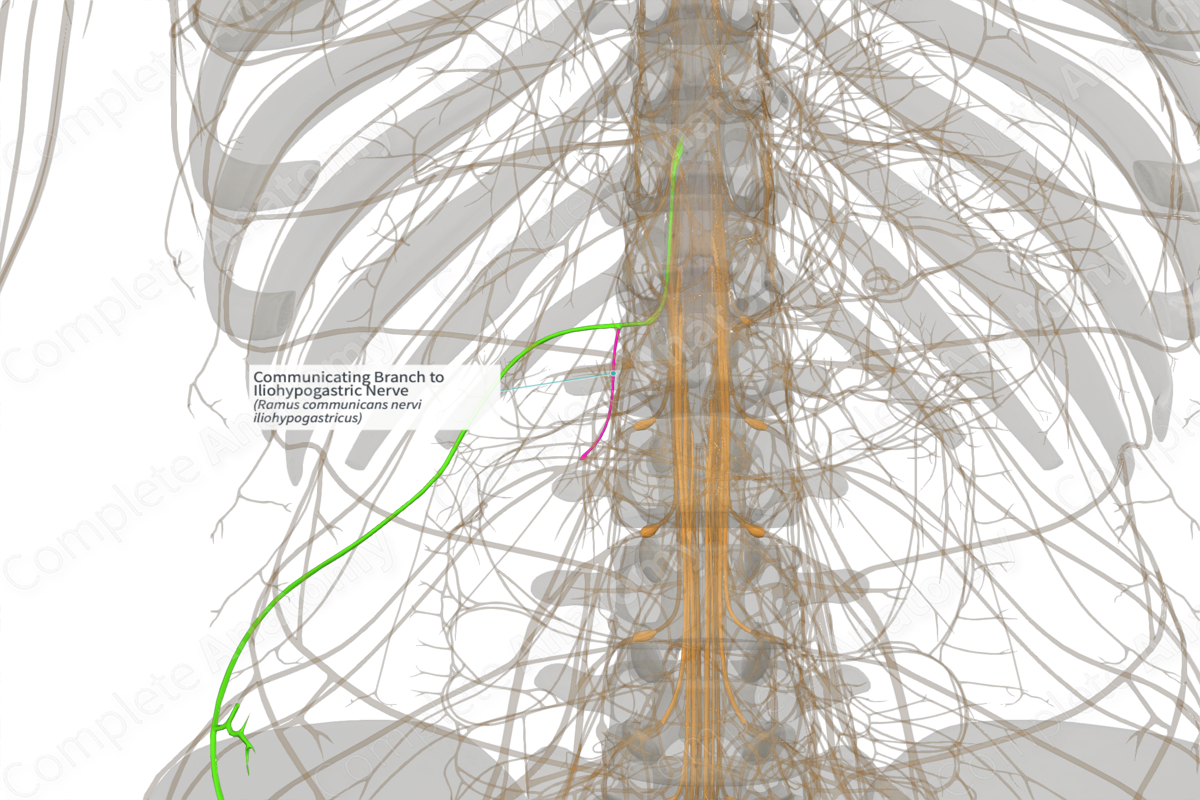 Communicating Branch to Iliohypogastric Nerve (Left)