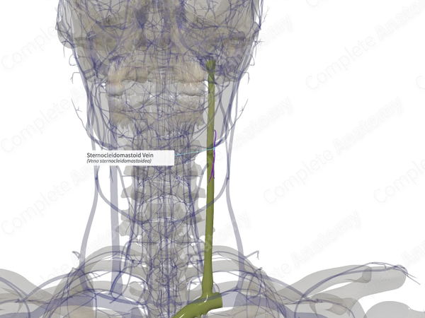 Sternocleidomastoid Vein (Right)