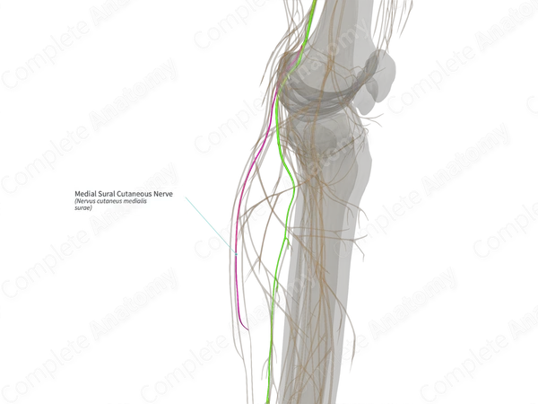 Medial Sural Cutaneous Nerve (Left)