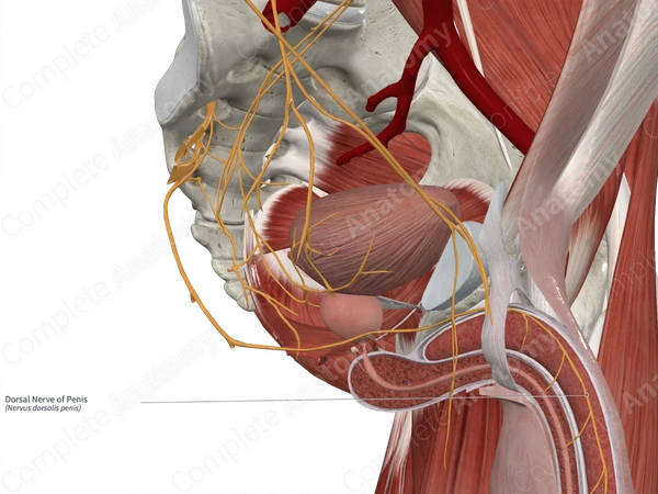 Dorsal Nerve of Penis 
