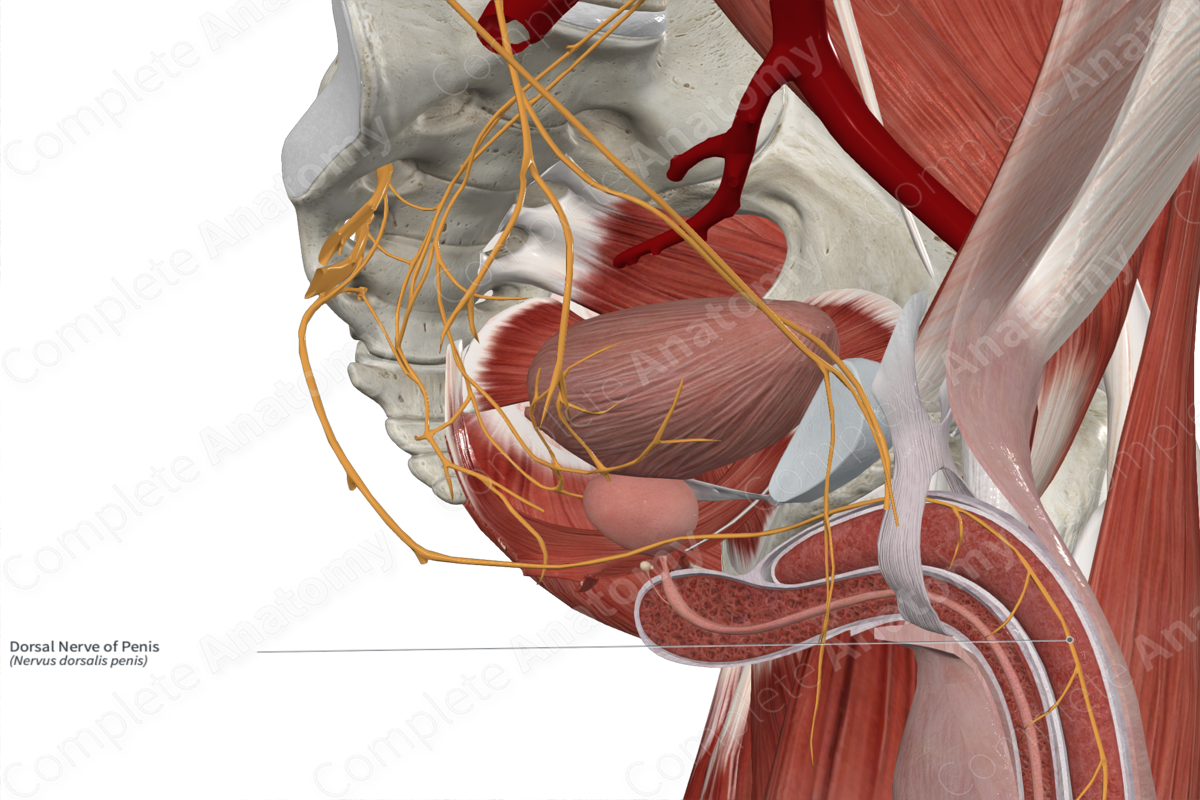 Dorsal Nerve of Penis 