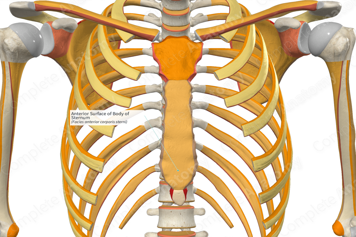 Anterior Surface of Body of Sternum