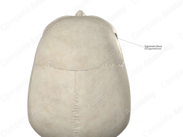 Zygomatic Bone