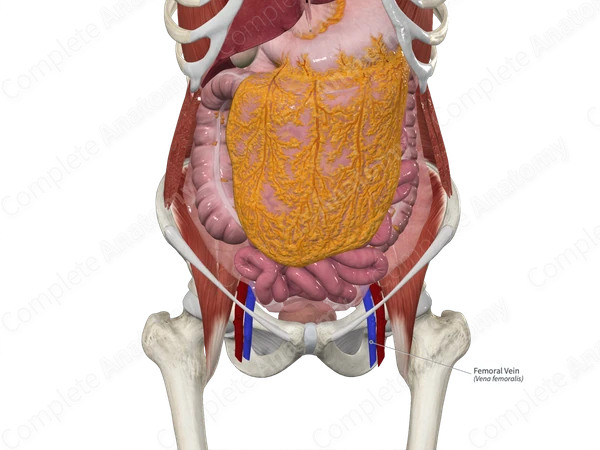 Femoral Vein 
