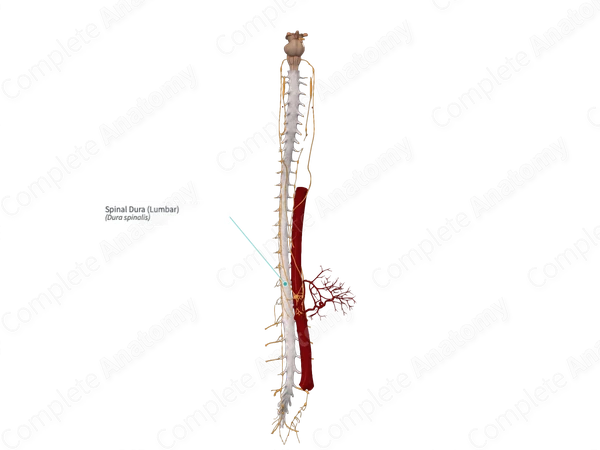 Spinal Dura (Lumbar)