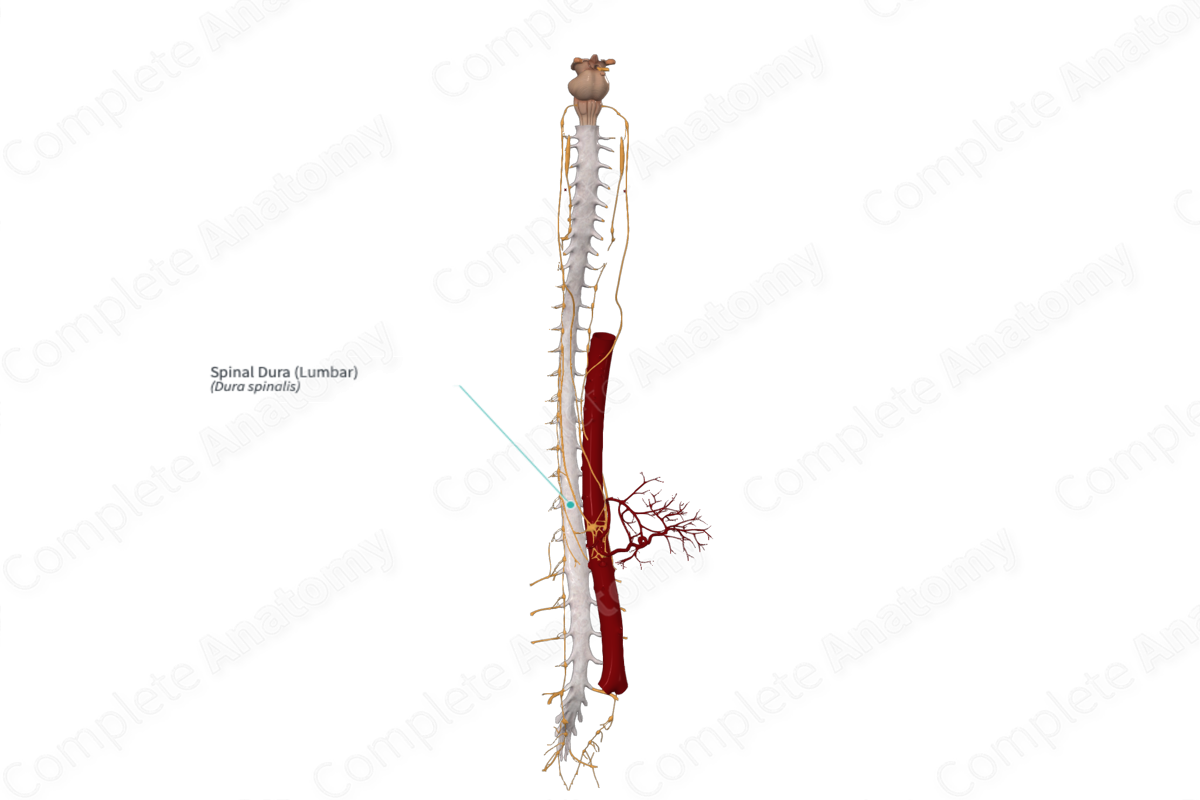Spinal Dura (Lumbar)