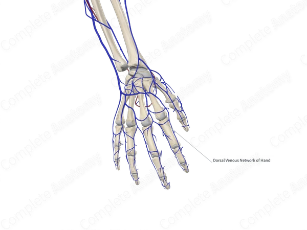Dorsal Metacarpal Veins