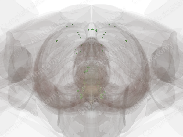 Parietal Thoracic Lymph Nodes