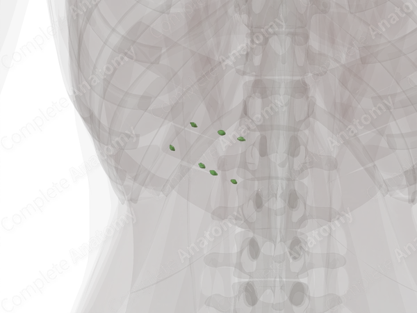 Pancreatic Nodes