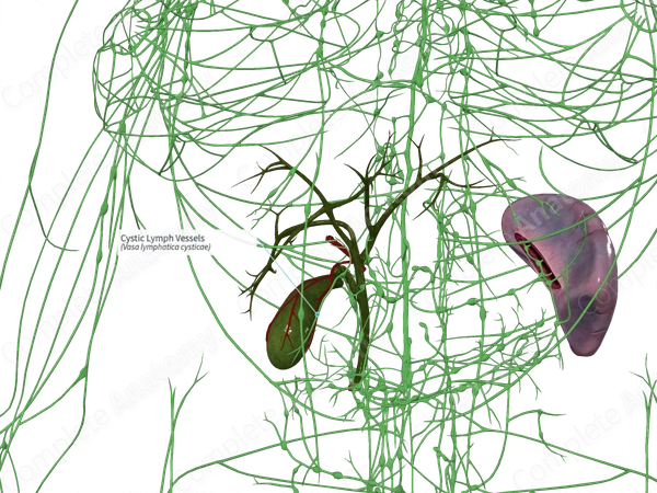 Cystic Lymph Vessels
