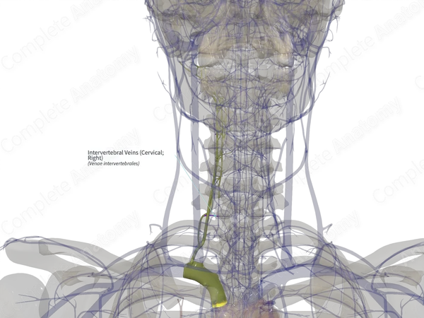 Intervertebral Veins (Cervical; Right)