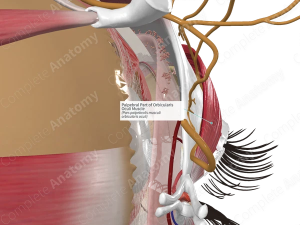 Palpebral Part of Orbicularis Oculi Muscle