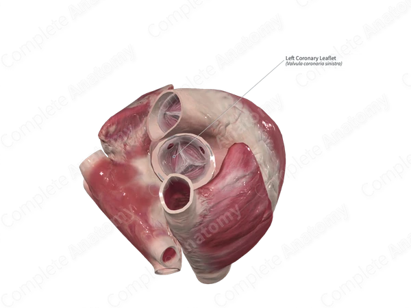 Left Coronary Leaflet
