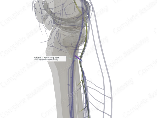 Paratibial Perforating Vein (Left)