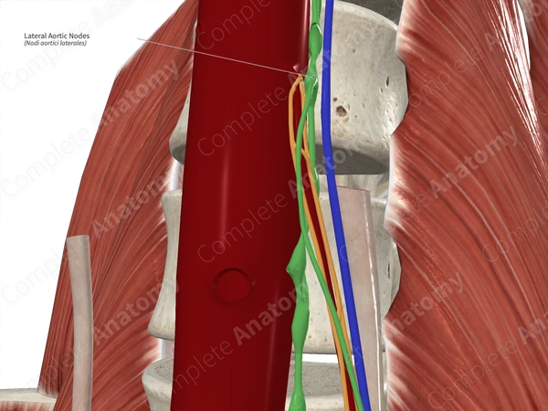 Lateral Aortic Nodes