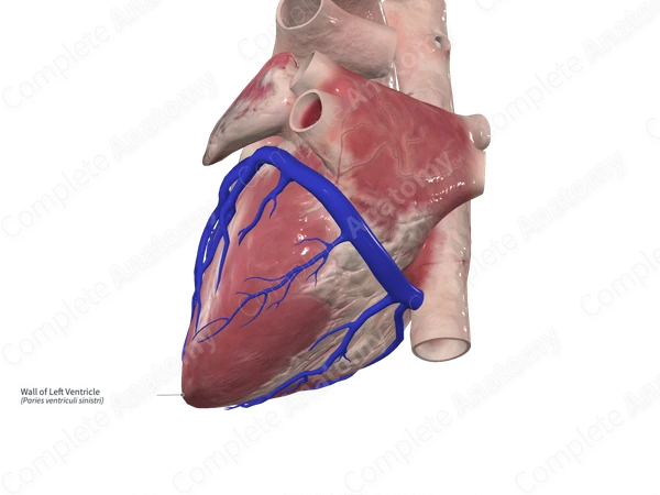 Wall of Left Ventricle