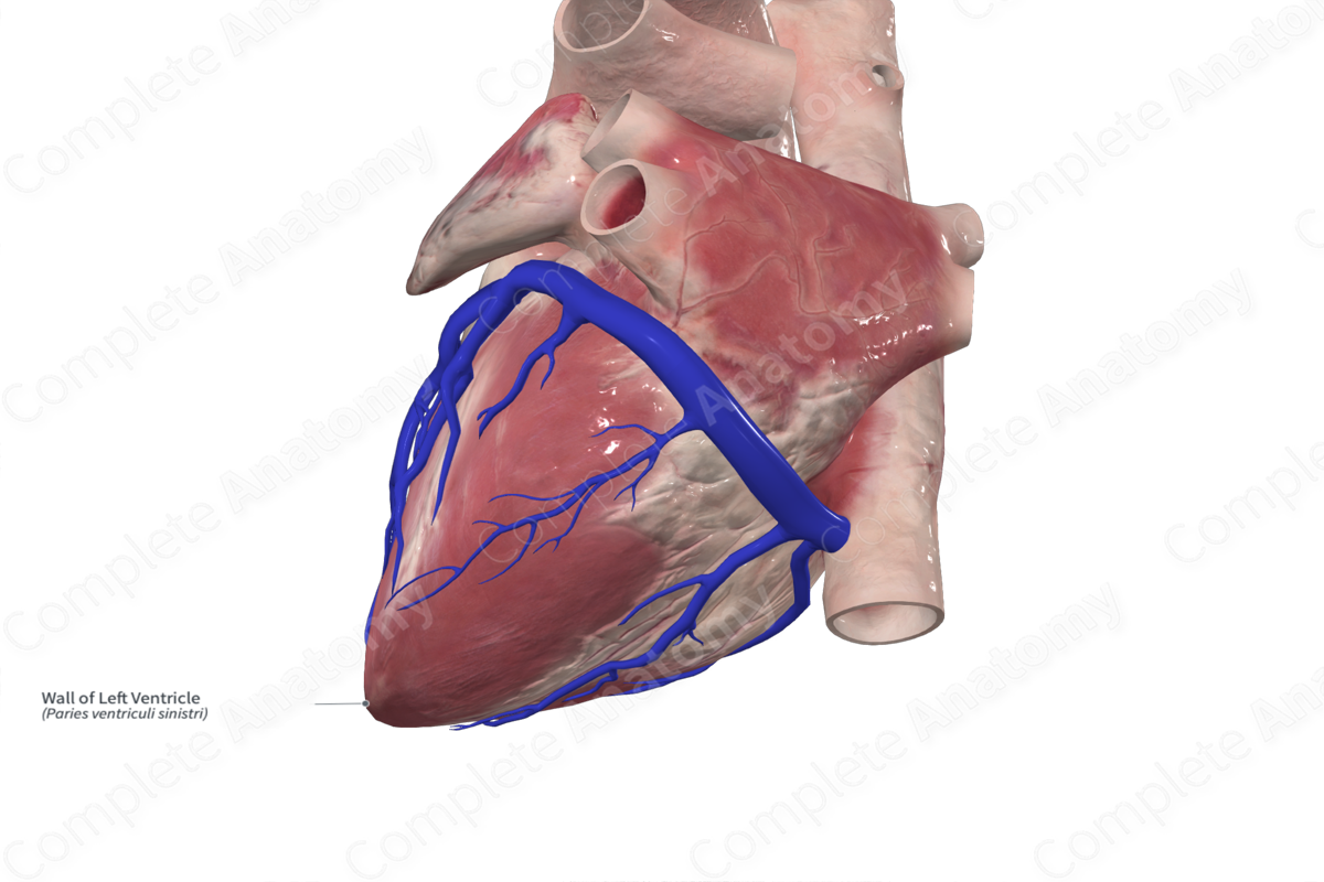 Wall of Left Ventricle