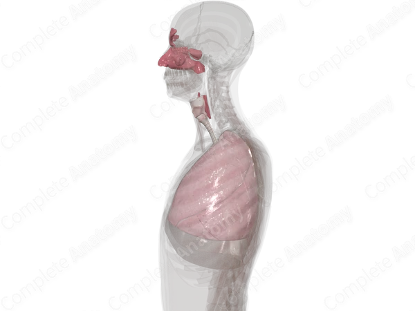 Respiratory System