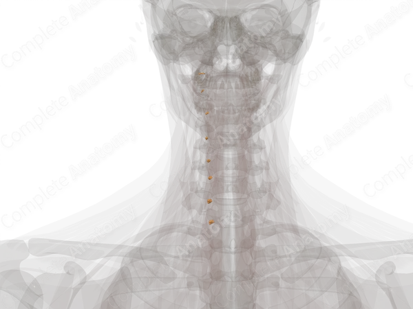 Cervical Nerves (Left)