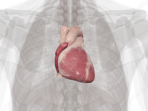 Heart | Complete Anatomy