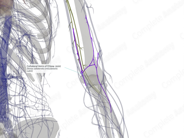 Collateral Veins of Elbow Joint (Right)