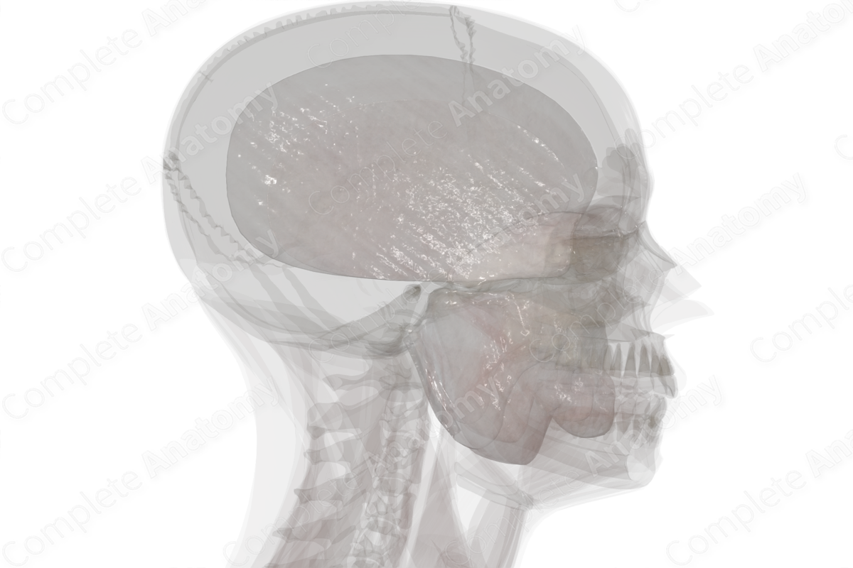 Deep Fascia of Head