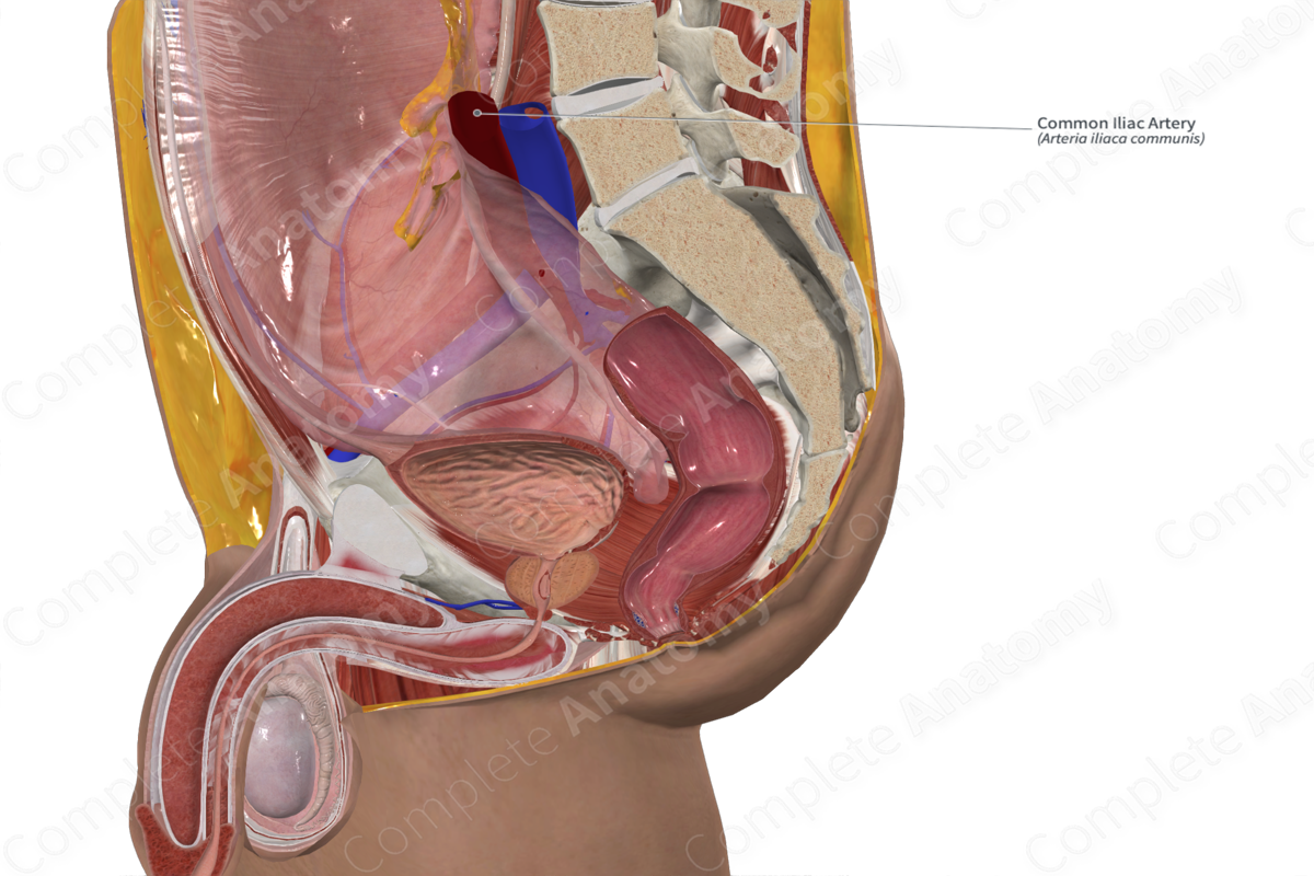 Common Iliac Artery 