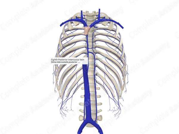 Eighth Posterior Intercostal Vein
