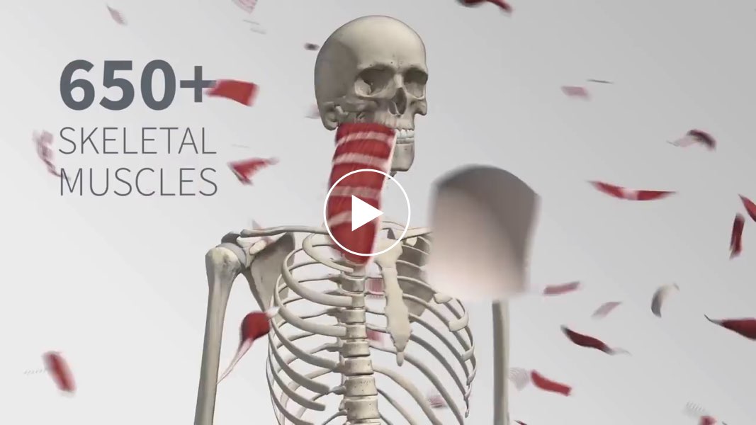 A 3D overview of the muscular system