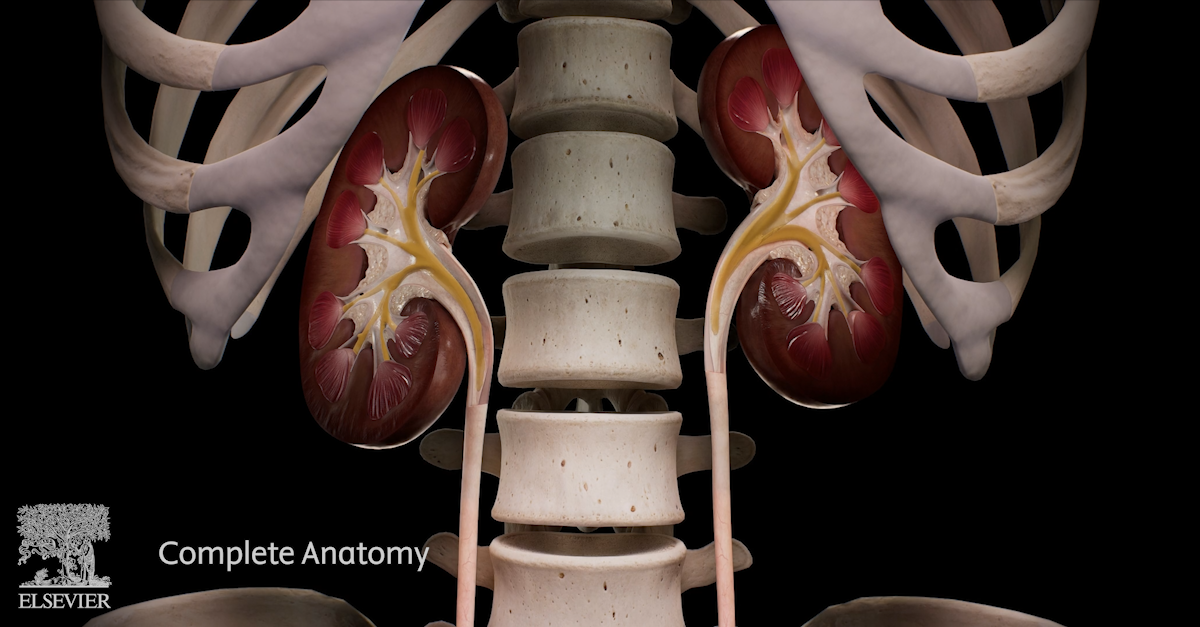 Image of the cross-sectioned kidneys within the skeletal system. Urine is passing out of the kidneys into the ureters.