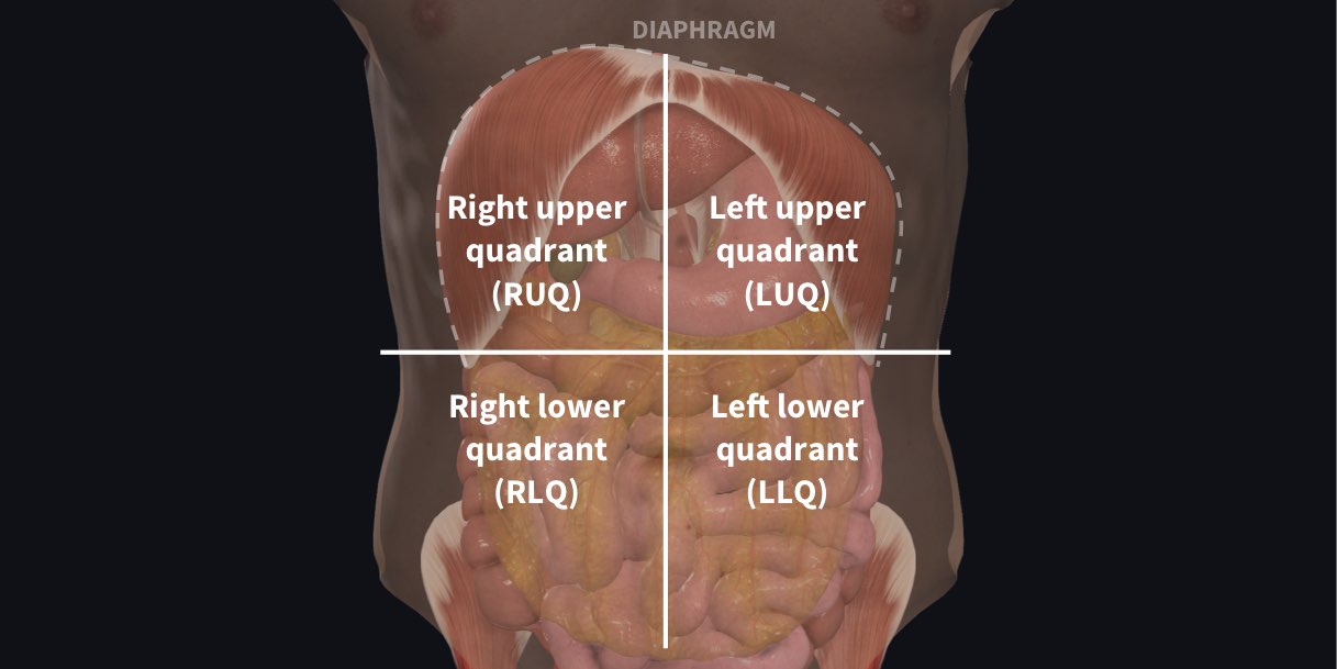 Understanding abdominal divisions | Anatomy snippets