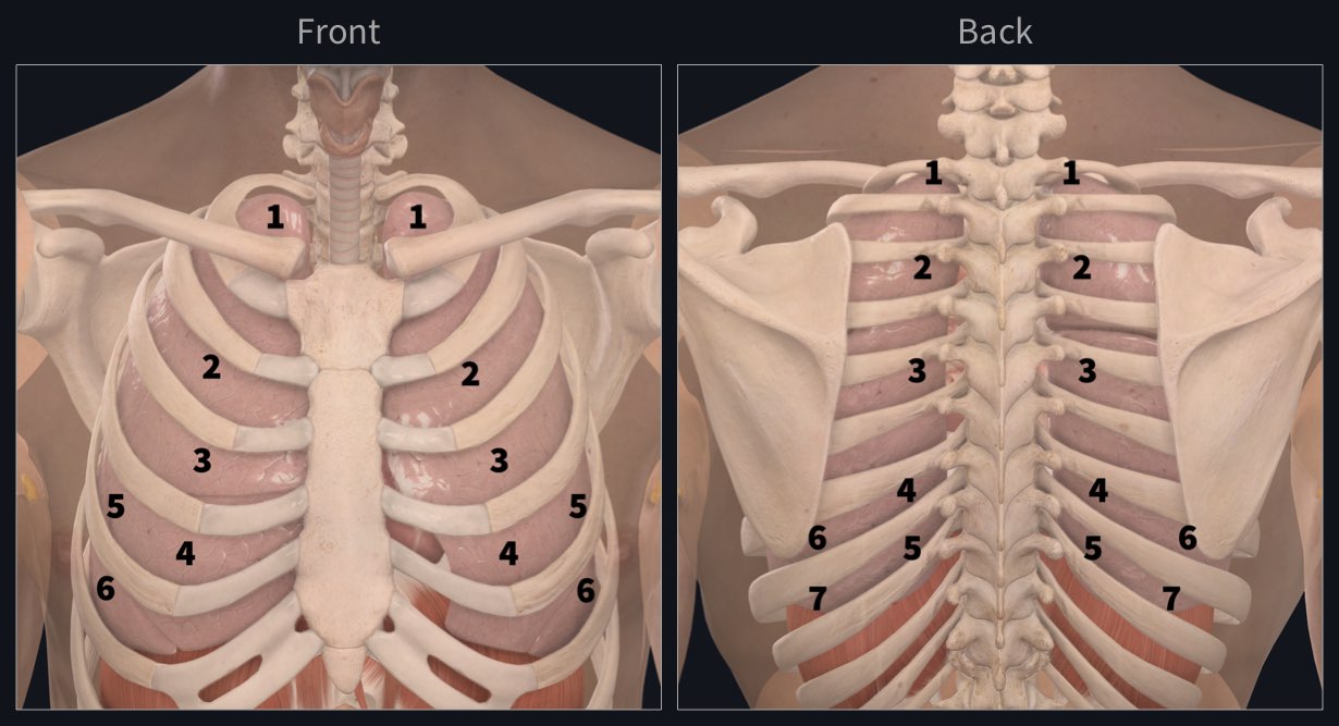 auscultating anterior lung sounds