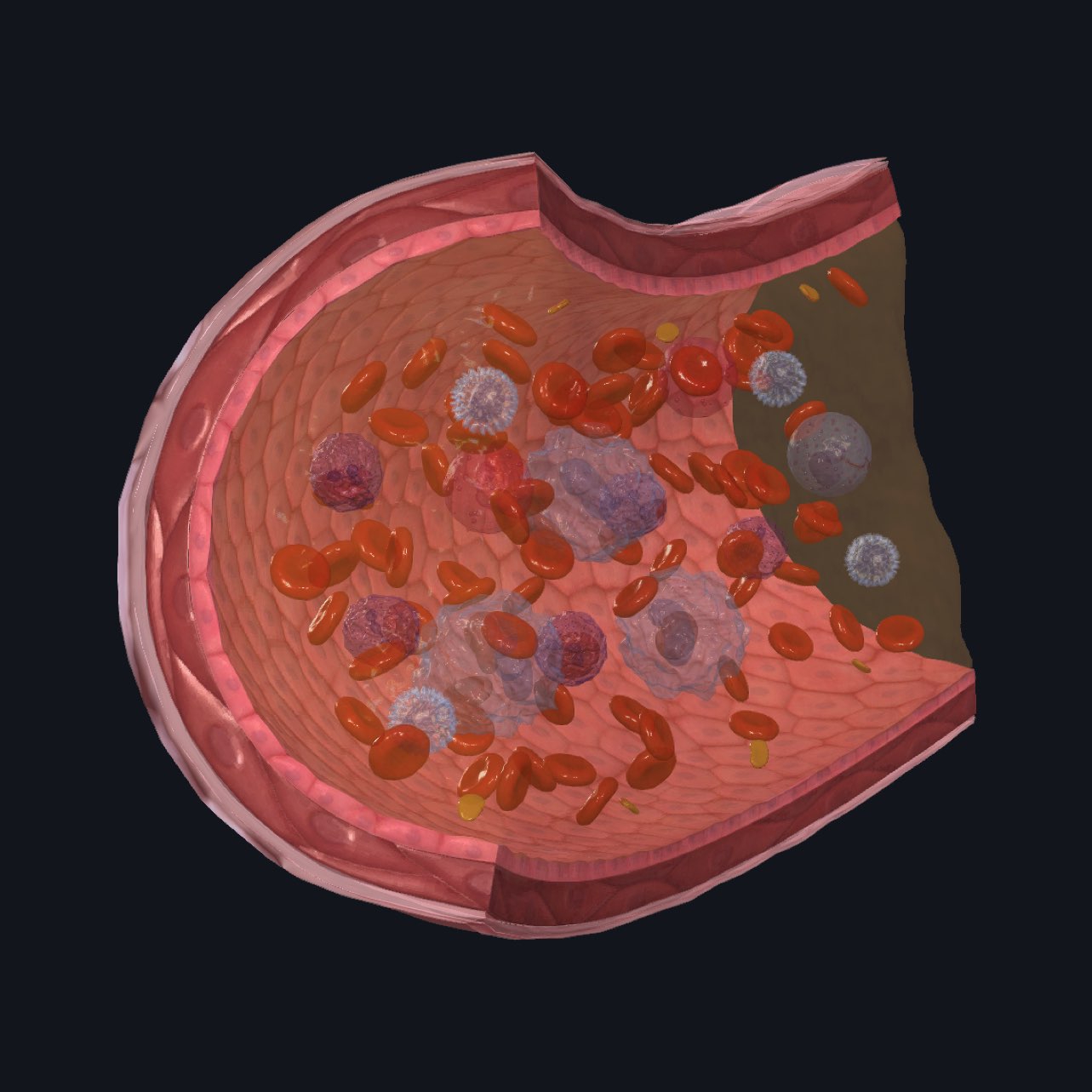 Blood microanatomy model