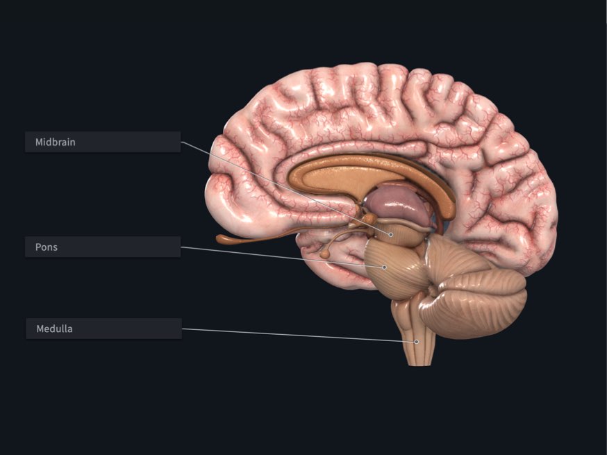 The midbrain, the Pons, and the Medulla labelled in Complete Anatomy