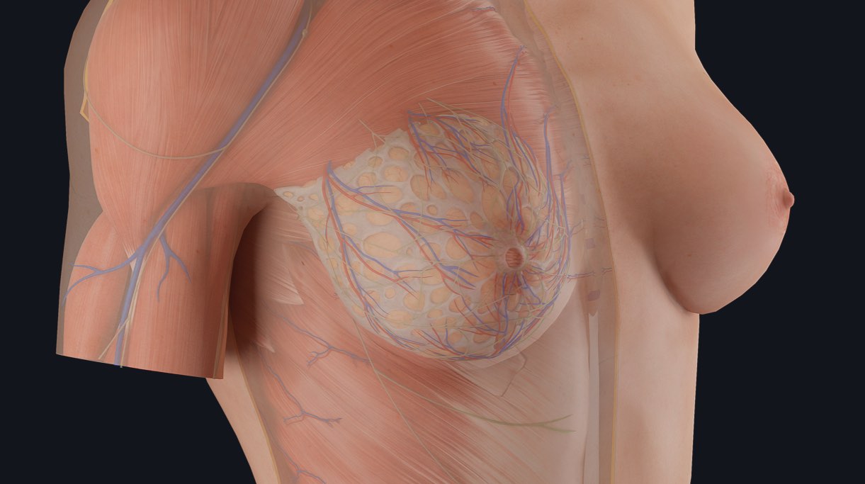 Anatomy of the Breast - StoryMD