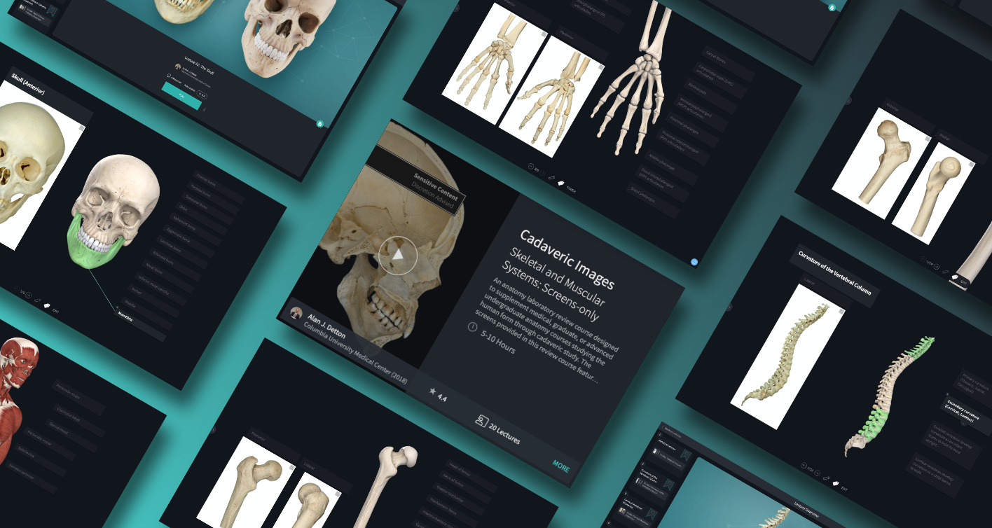 Cadavers in Anatomy Education