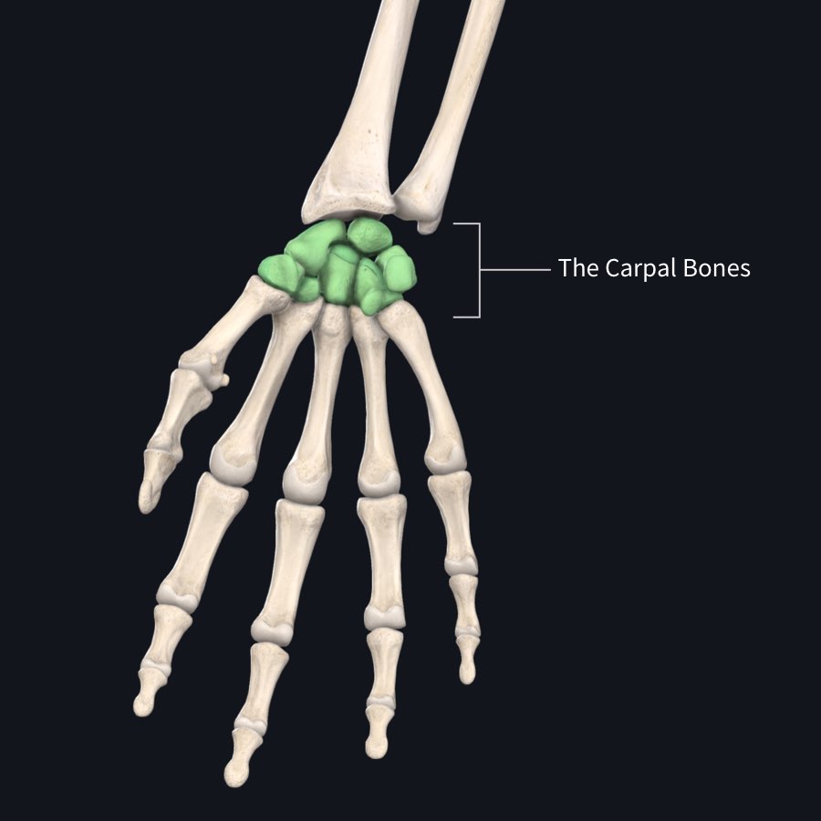Hand anatomy with the carpal bones highlighted
