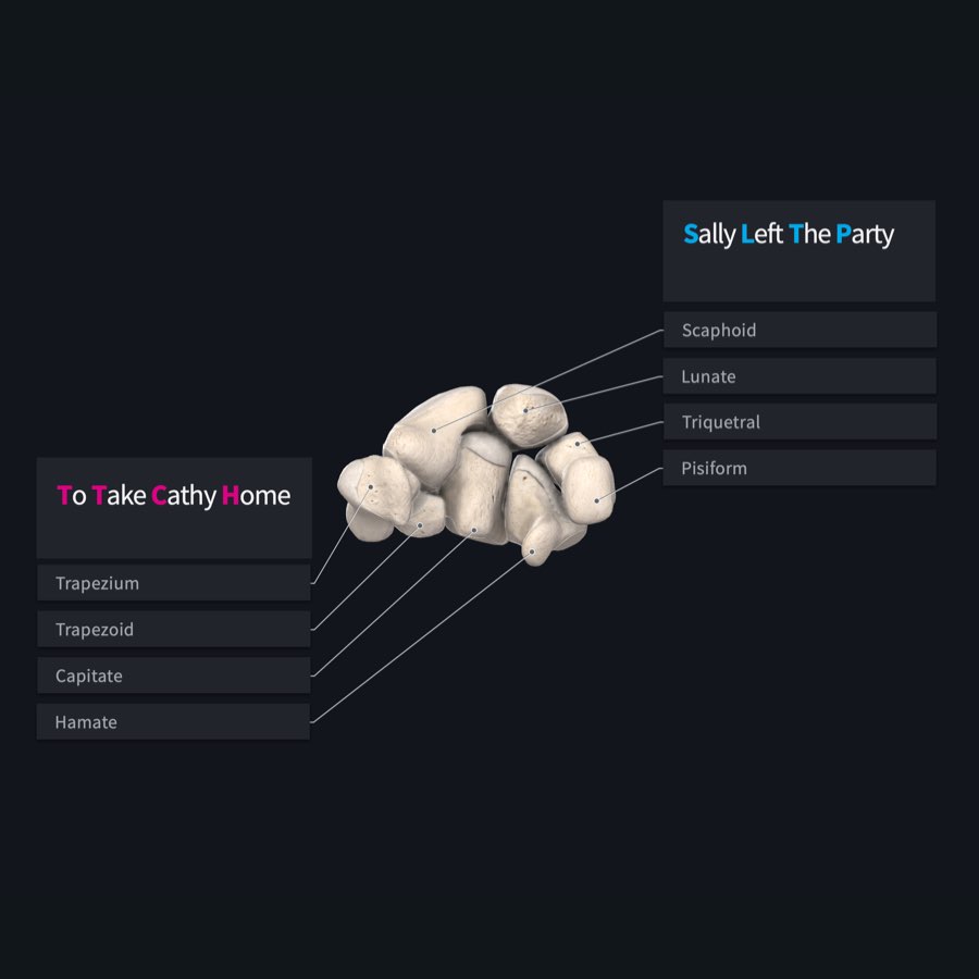 A mnemonic for the carpal bones with the trapezium, trapezoid, capitate, hamate, scaphoid, lunate, triquetral and pisiform labelled