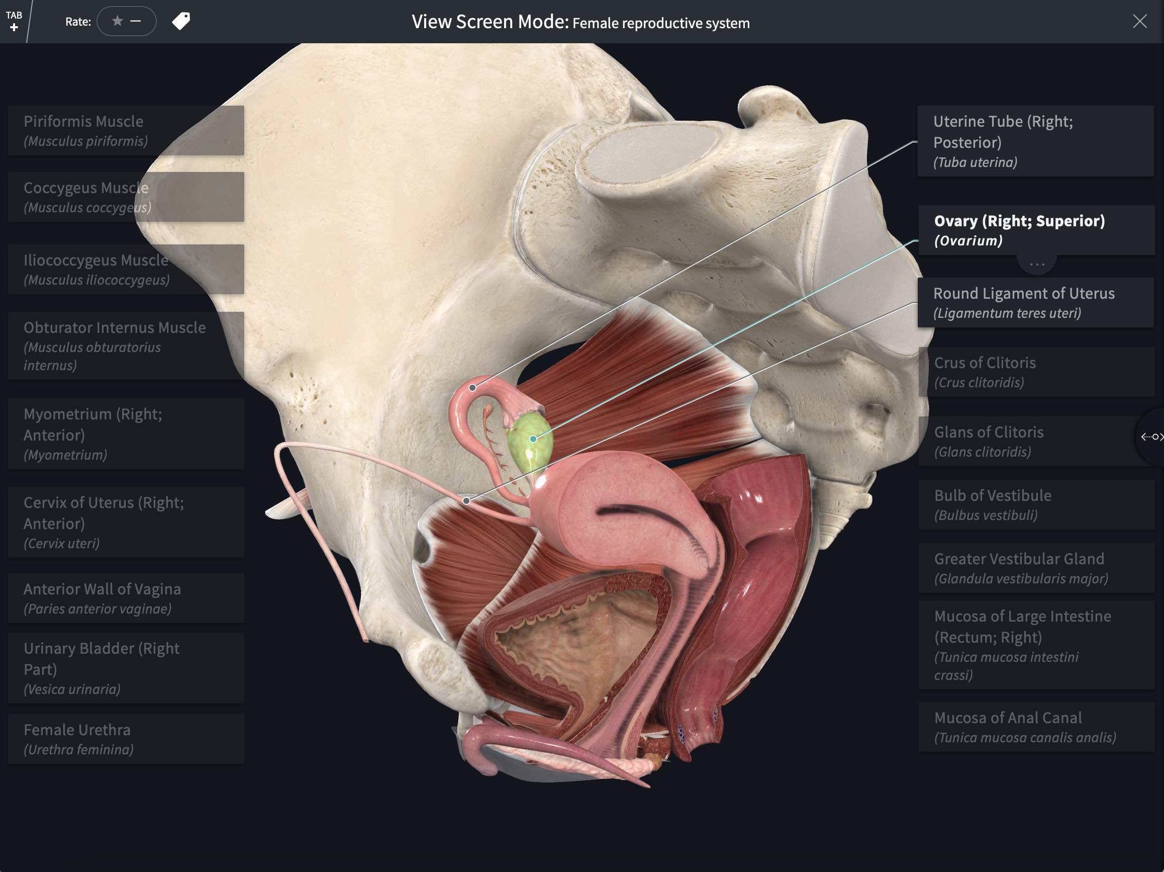 NEW: Female Model Atlas Screens