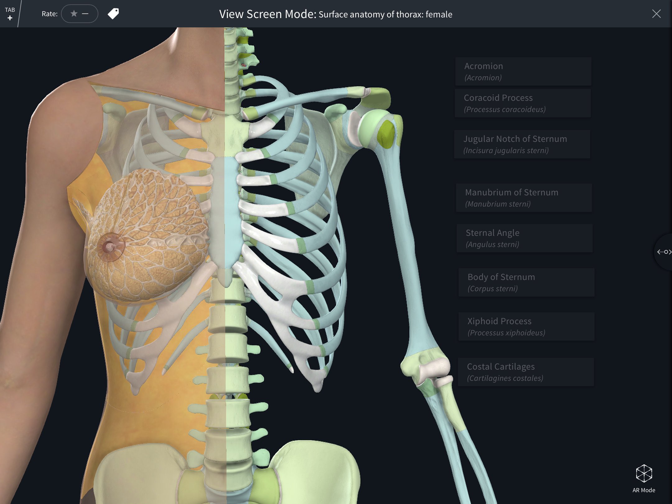 https://cdn.3d4medical.com/media/blog/december2022/female-atlas-2.jpg