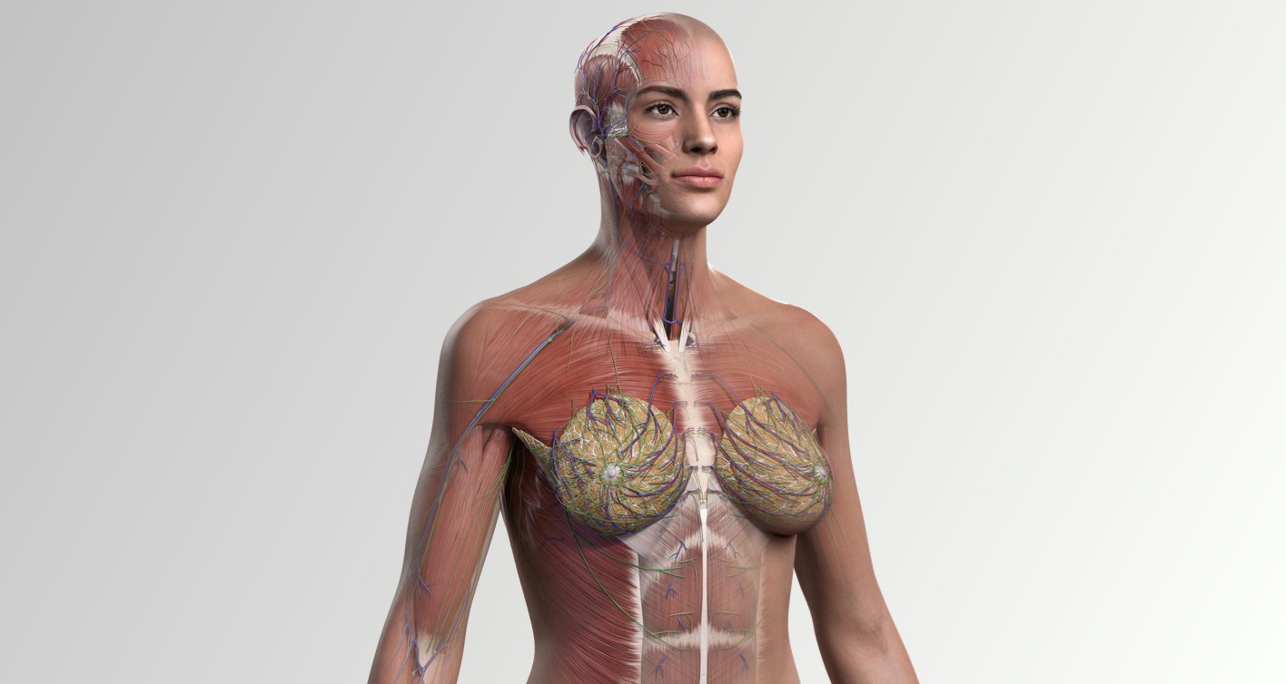 Model of female anatomy showing integumentary system, muscular system and breast tissue