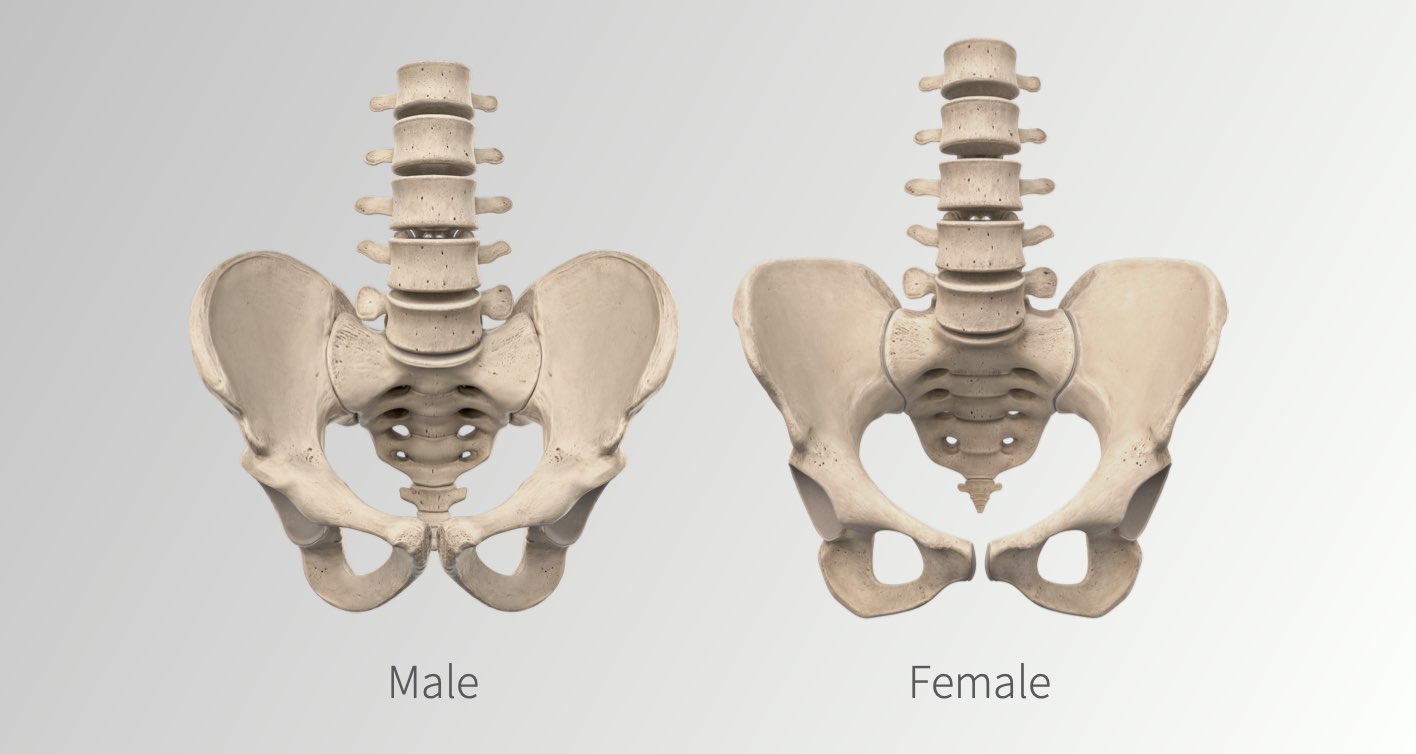 Comparison of the male pelvis anatomy and the female pelvis anatomy